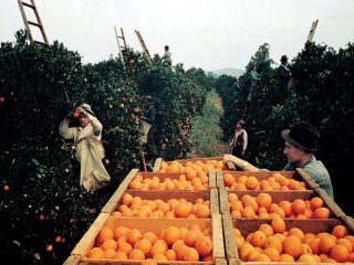 TRABAJADOR RECOGIDA NARANJA